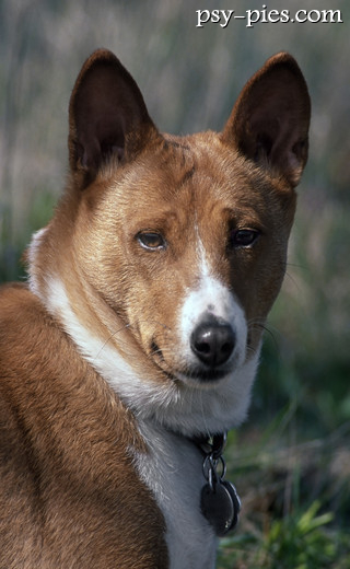 Basenji, rasa w typie pierwotnym z grupy V FCI