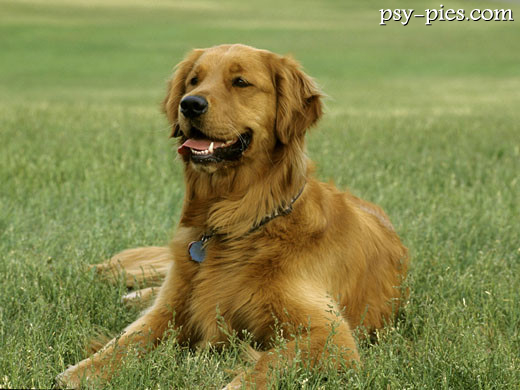 Golden retriever, aporter z grupy VIII FCI