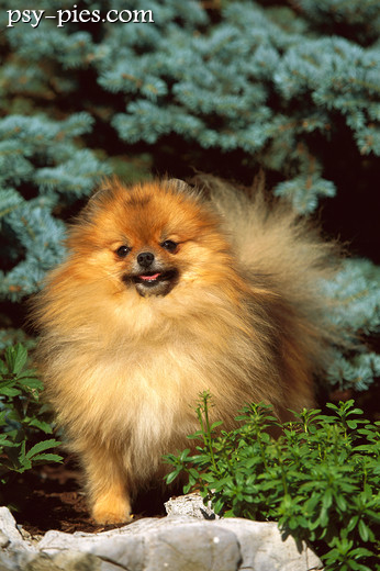 Szpic miniaturowy pomeranian, grupa V FCI