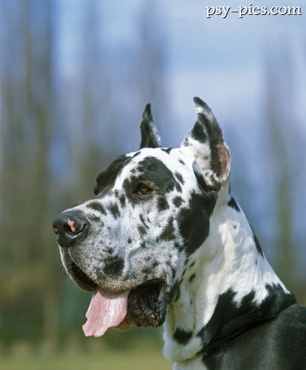 Dog niemiecki, grupa II FCI