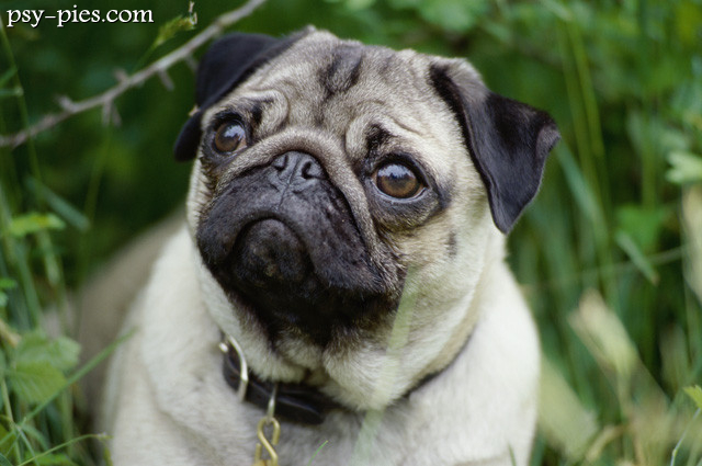 Mops, pies do towarzystwa z grupy IX FCI