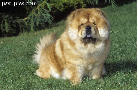 Chow chow