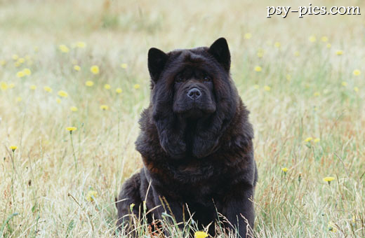 Chow chow czarny