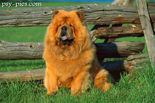 Chow chow