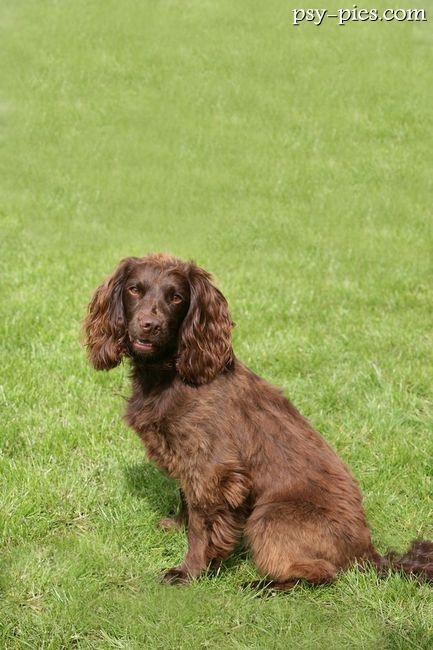 Field spaniel
