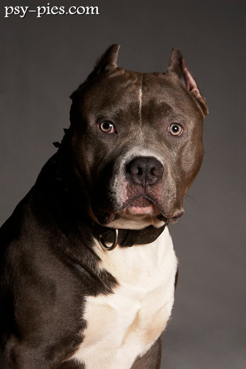 Amstaff w pozycji wystawowej