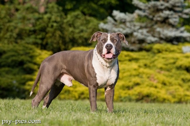 Amstaff bawiący się z opiekunem