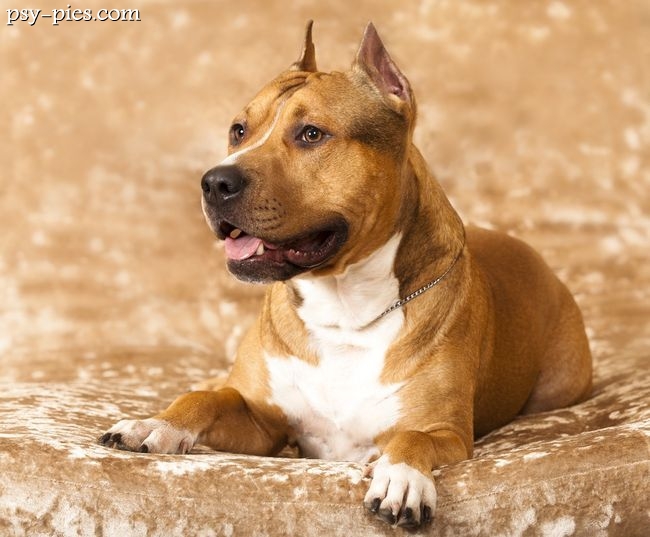 Amstaff biegnący z zabawką