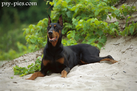 Doberman