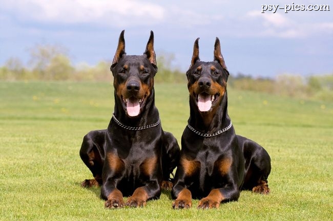 Dobermany