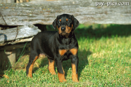 Szczeniak Dobermana