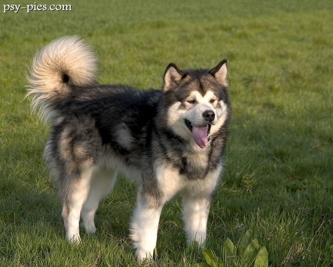 Alaskan malamute stojący na śniegu