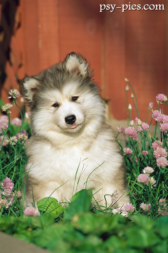 Szczeniak alaskan malamute na trawie