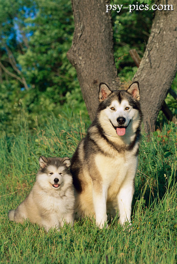 Głowa alaskan malamute z brązowymi oczami