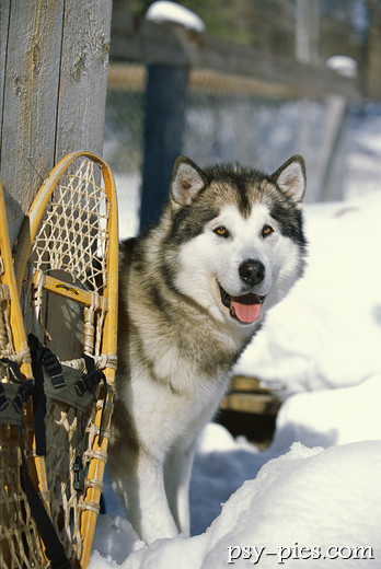 Alaskan malamute leżący na śniegu