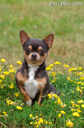 Chihuahua krótkowłosa