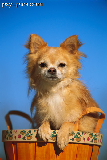 Chihuahua długowłosa