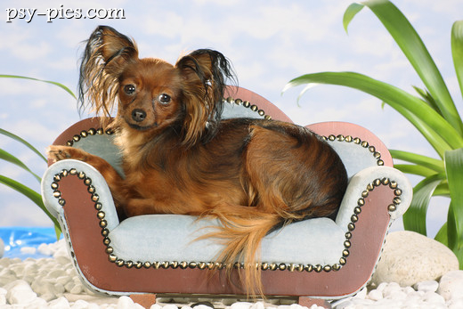 Rosyjski toy terrier na kanapie