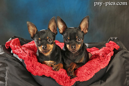 Rosyjski toy terrier krótkowłosy