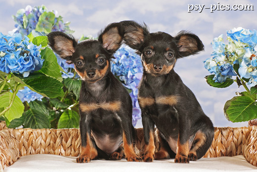 Rosyjski toy terrier na spacerze