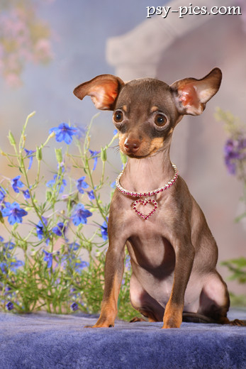 Rosyjski toy terrier długowłosy z piórami na uszach