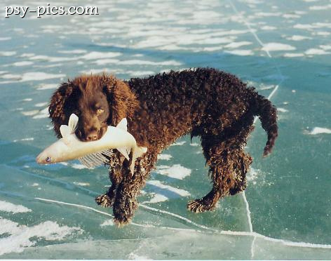 Amerykański spaniel dowodny
