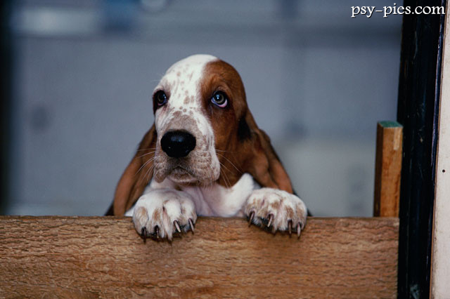 Basset hound o długich uszach, pies o spokojnym charakterze