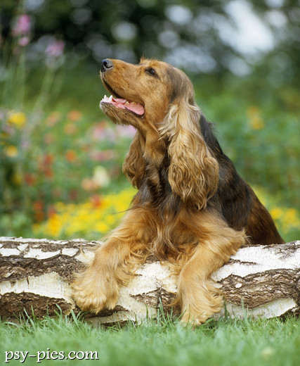 Cocker spaniel angielski