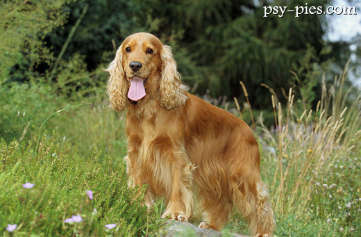 Cocker spaniel angielski