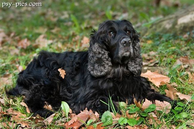 Cocker spaniel angielski
