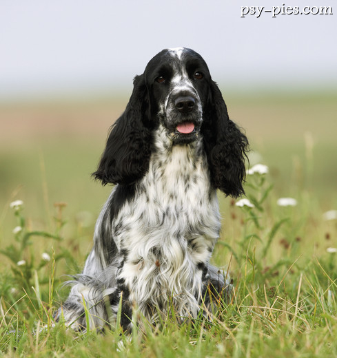 Cocker spaniel angielski