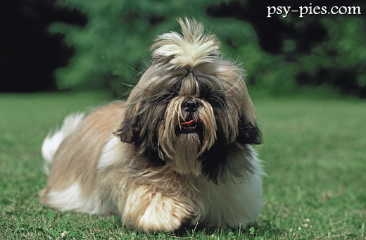 Shih tzu na spacerze