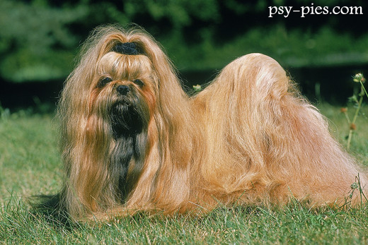 Shih tzu odpoczywający w domu