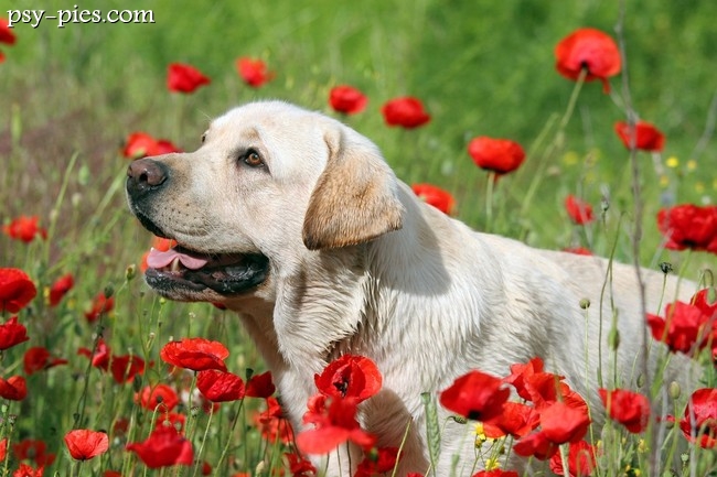 Labrador retriever w typowej postawie, krótka gęsta sierść