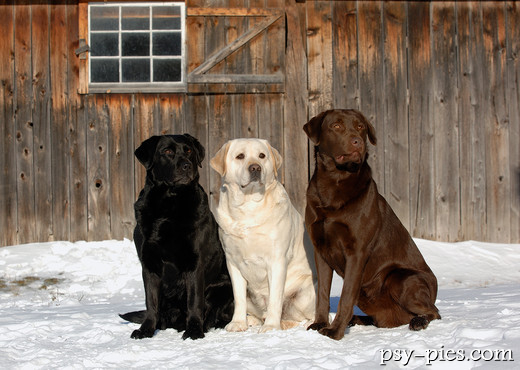 Labrador retriever podczas spaceru
