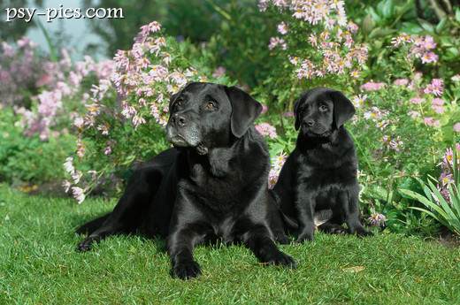 Labrador retriever z wyraźnie widocznym wydrzym ogonem