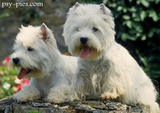 West highland white terrier