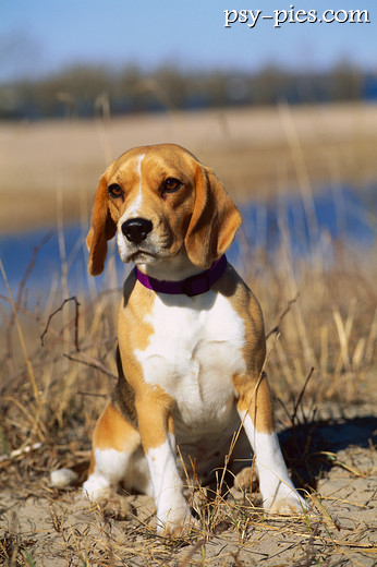 Beagle