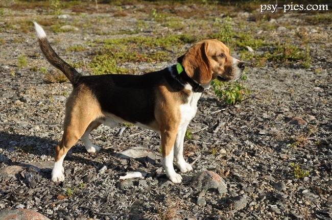 Beagle