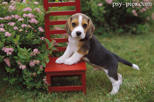 Beagle