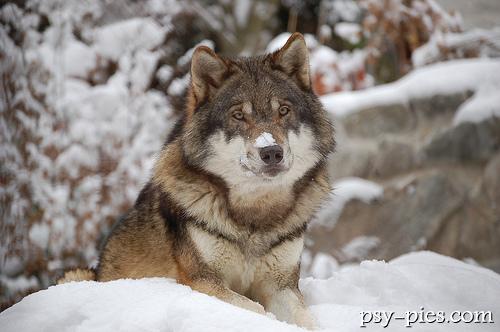 Wilk (Canis lapus)