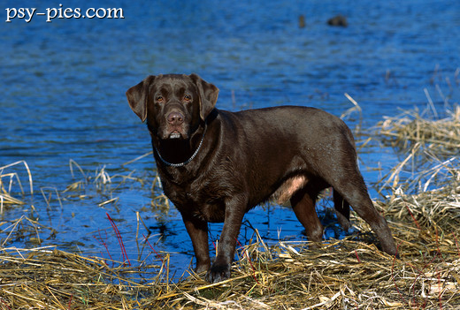 Labrador retriever