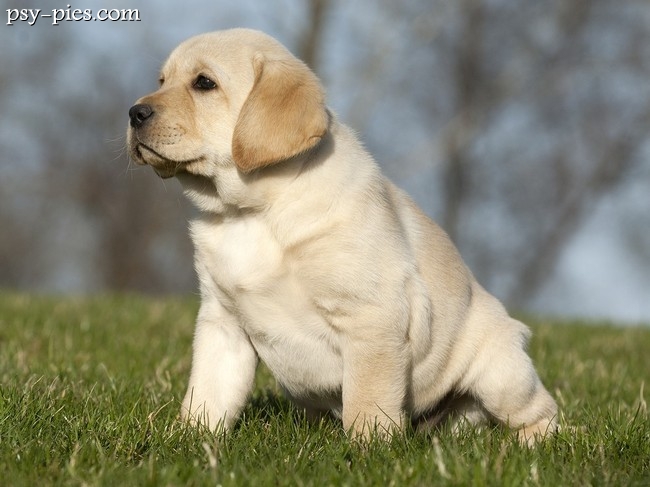 Labrador Retriever