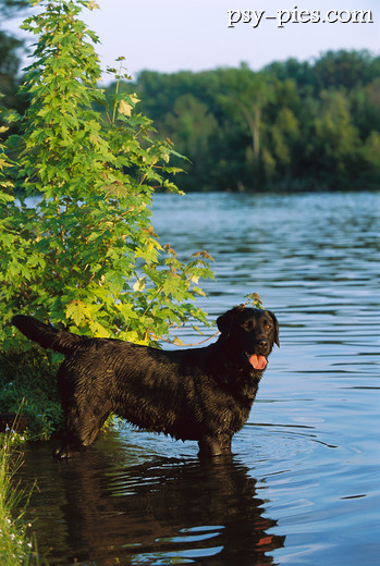 Labrador retriever