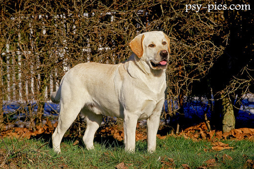 Labrador retriever