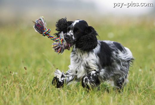 Cocker spaniel angielski