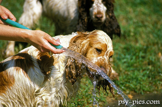 Cocker spaniel angielski