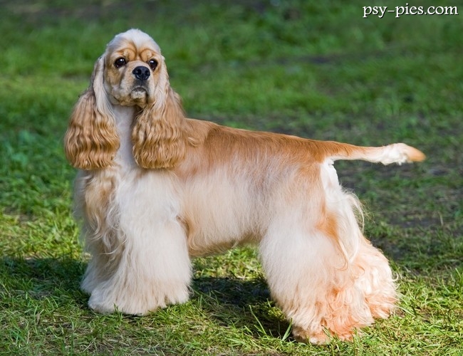 Amerykański cocker spaniel