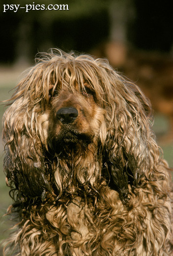 Zaniedbany Cocker spaniel