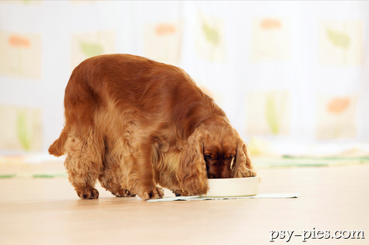 Cocker spaniel angielski